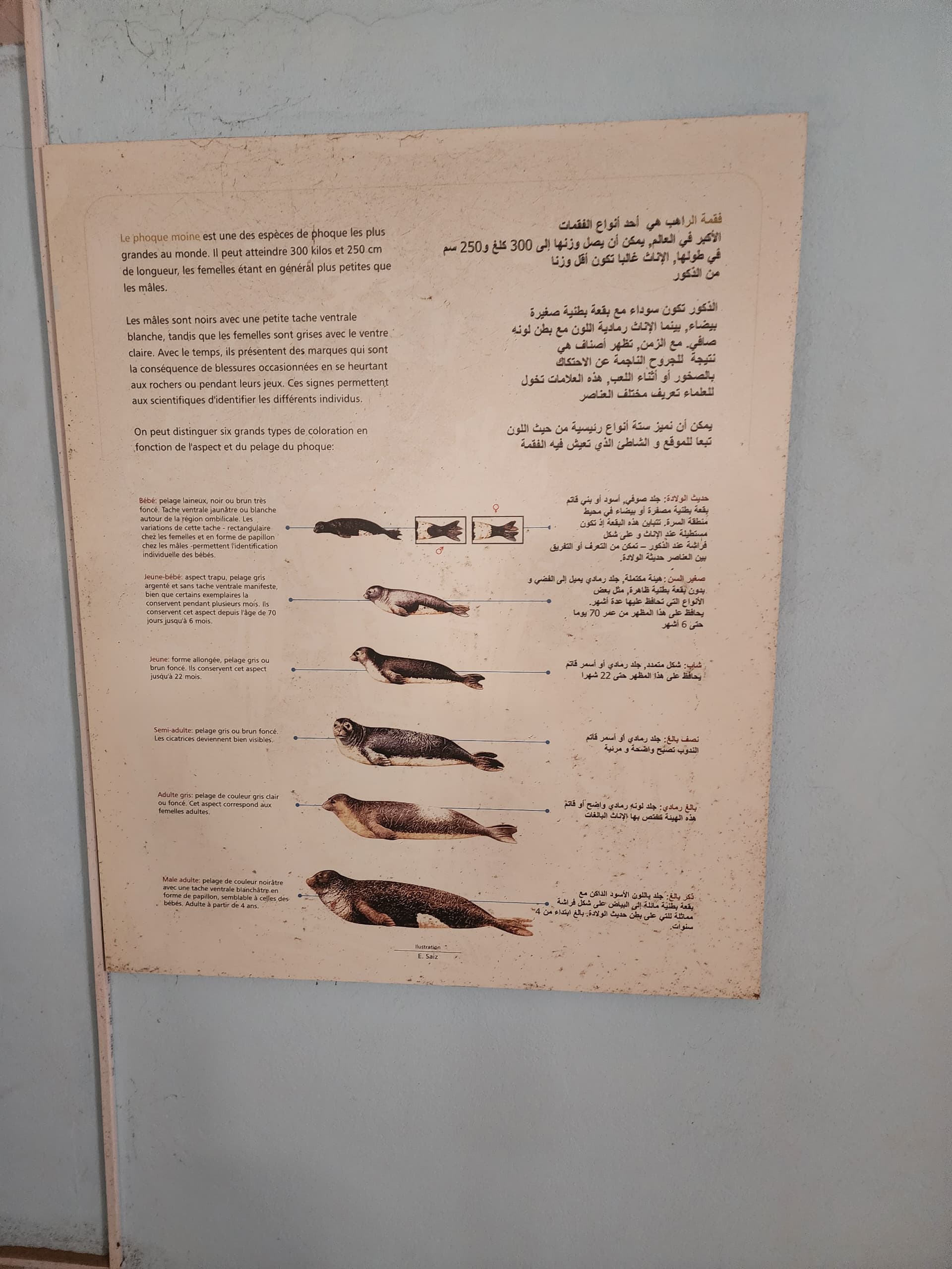 Le phoque moine : évolution et caractéristiques