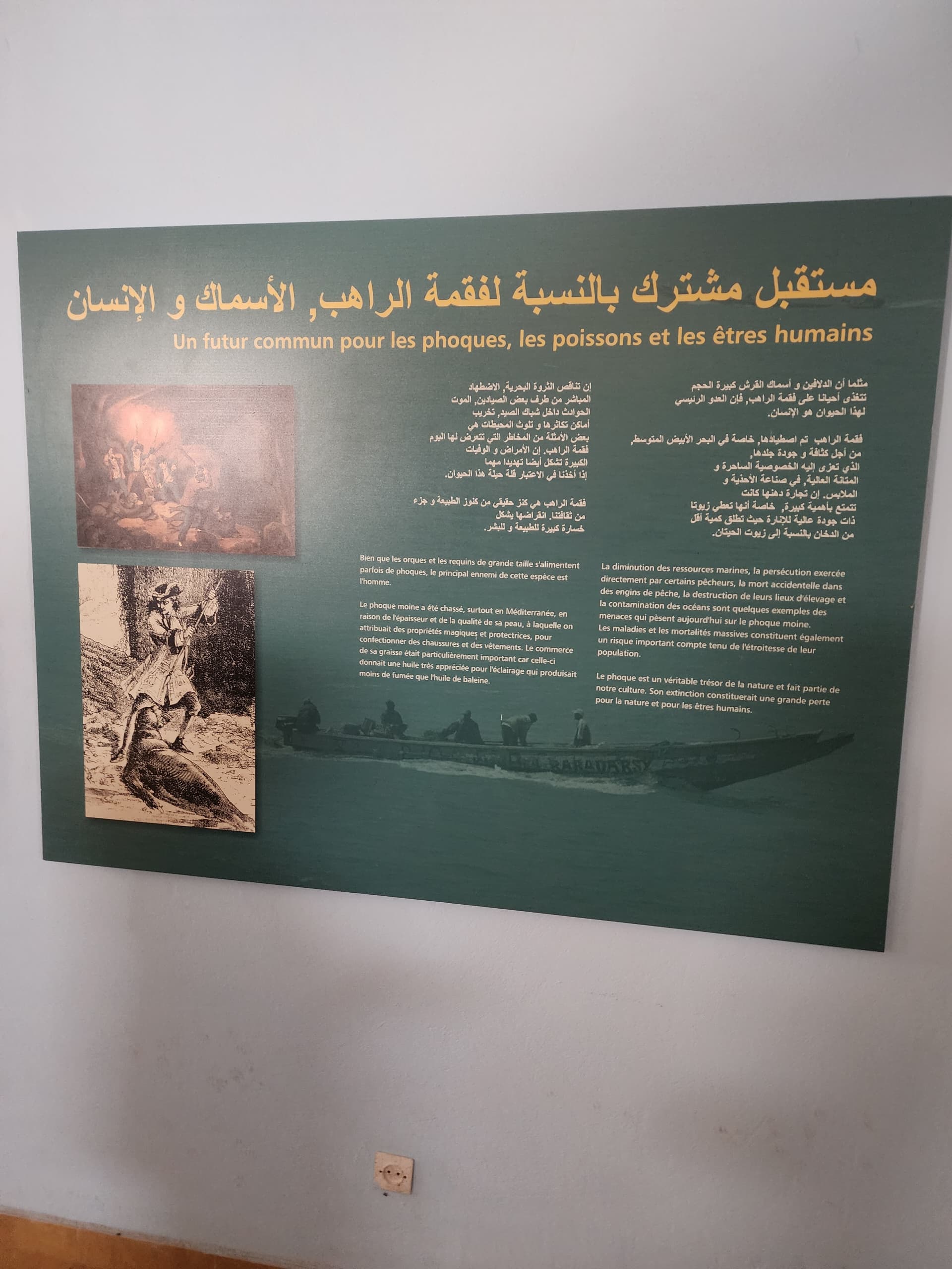 Un futur commun entre l’homme, les poissons et le phoque moine